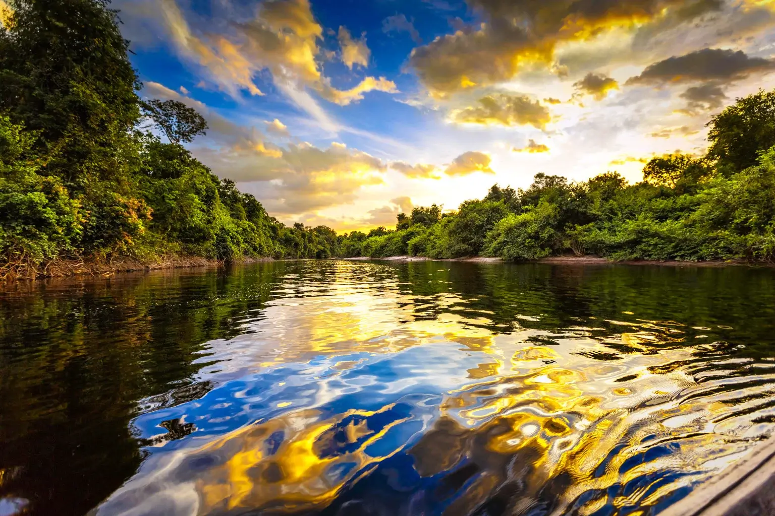 The Amazon Rainforest: A Symphony of Life