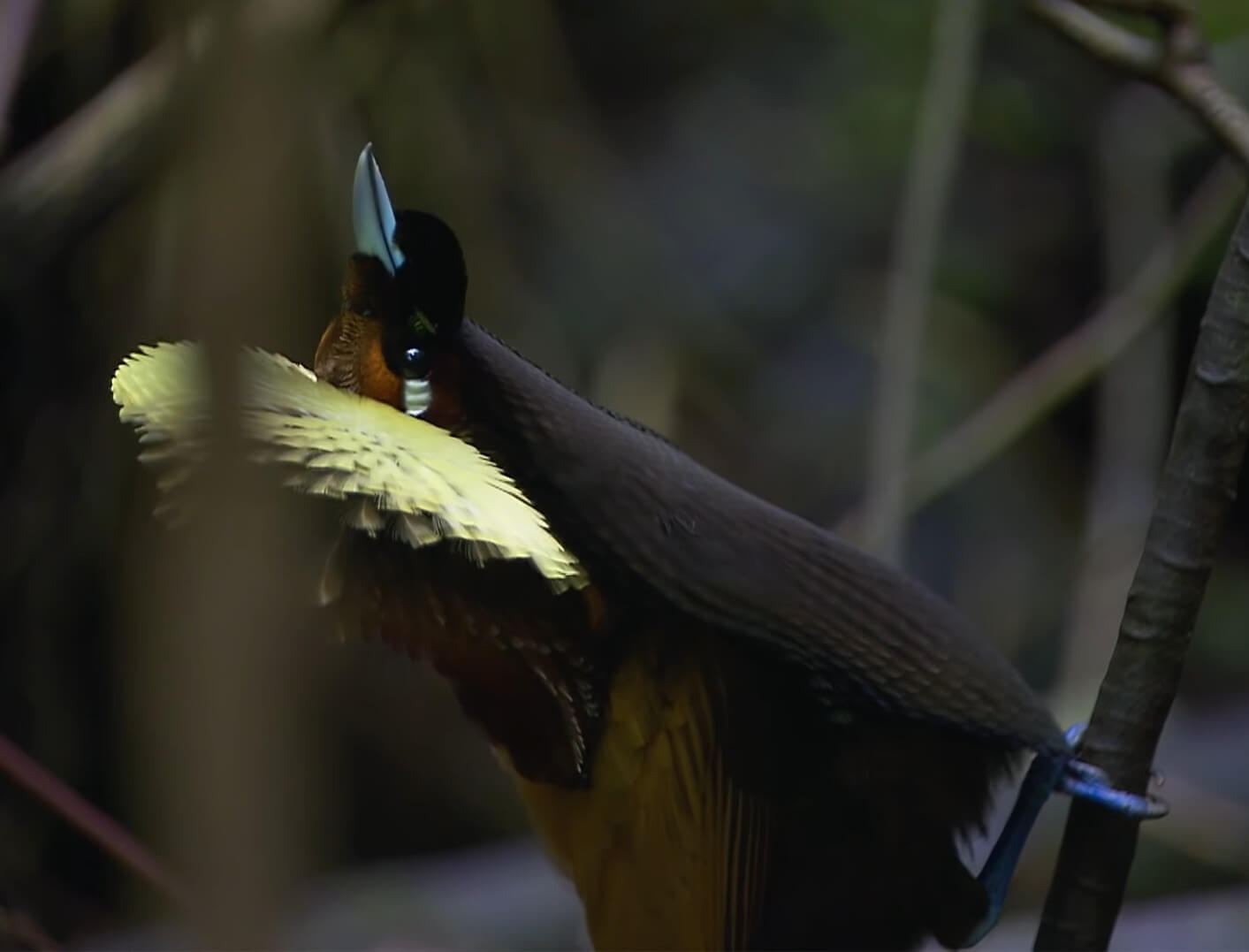 Birds of Paradise Project