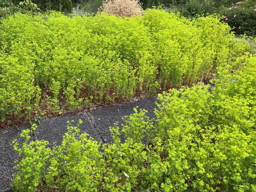 Bushes Life Story