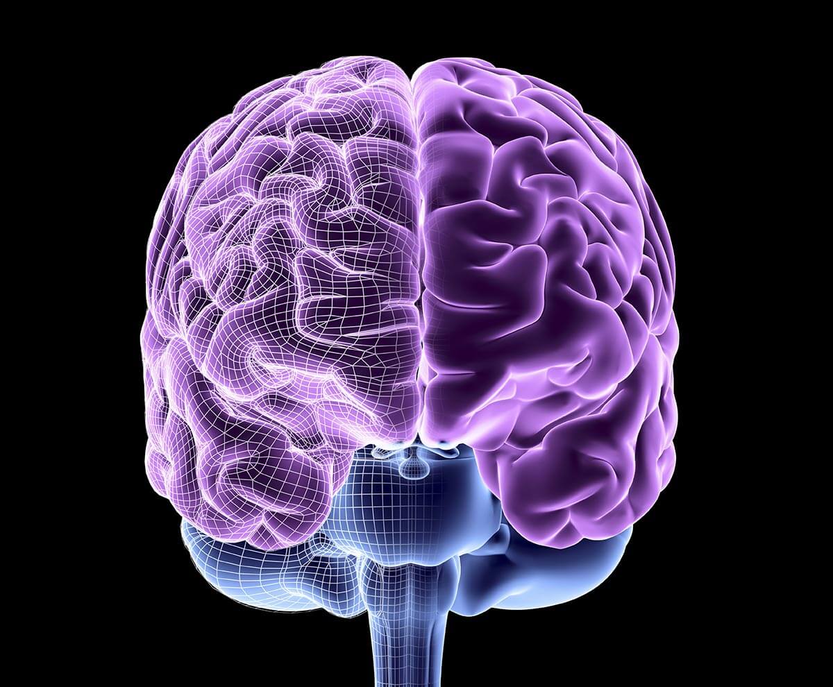 Human Brain Structure