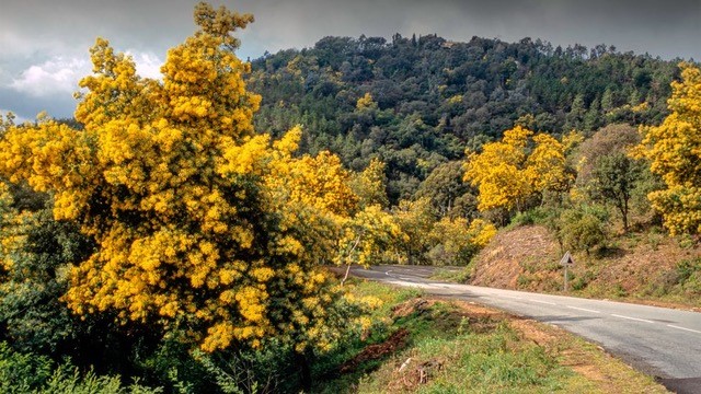 Mimosa Route France