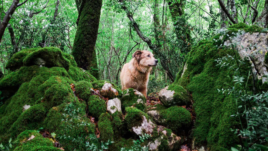 Bear Man with dog in forest