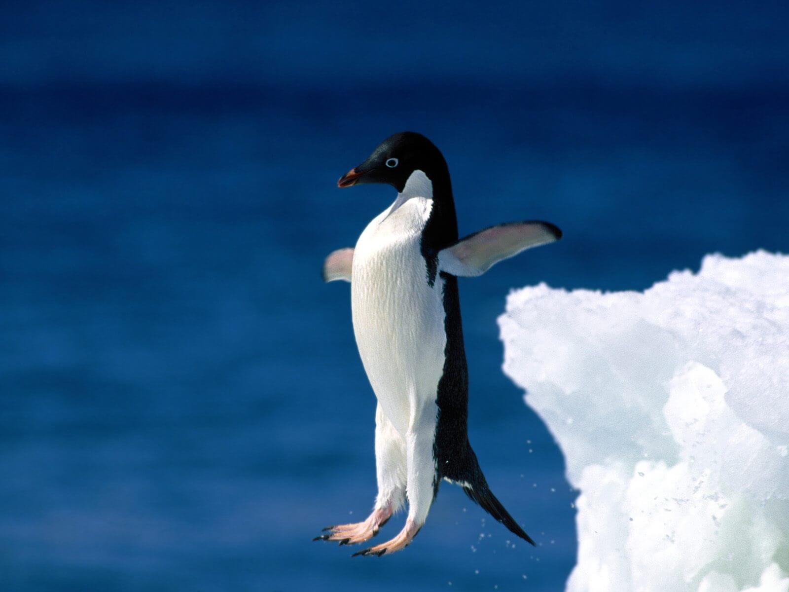 Adélie penguin