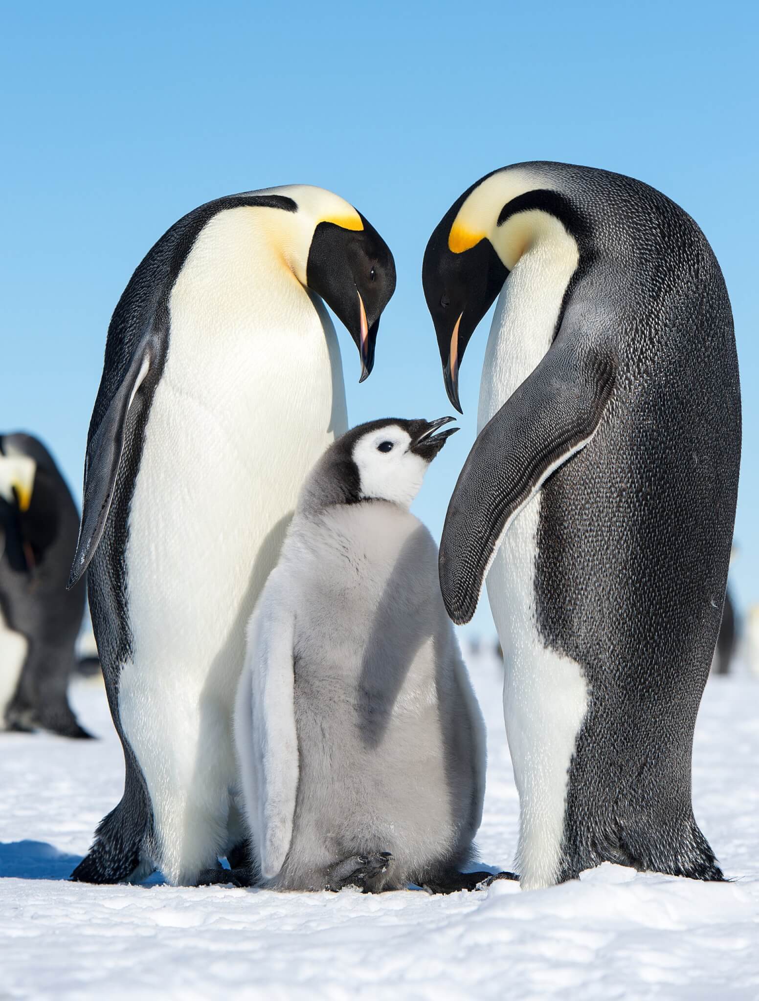 Emperor penguin